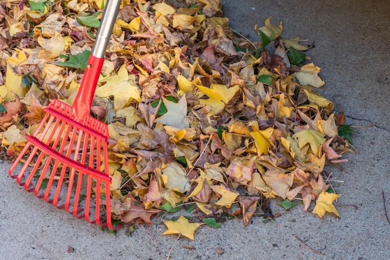 Red leaf rake resting on a pile of yellow and brown fallen maple leaves