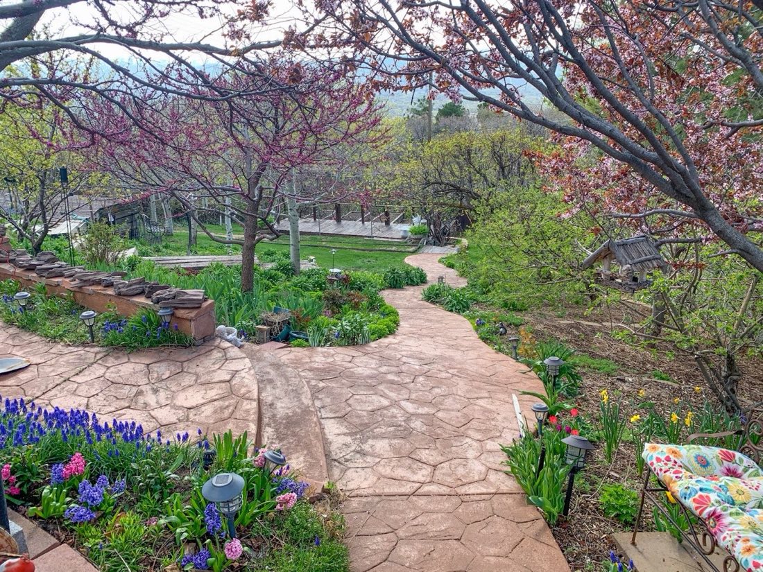 Client garden in spring bloom with a winding stone path, terraced beds, hyacinths, and flowering trees